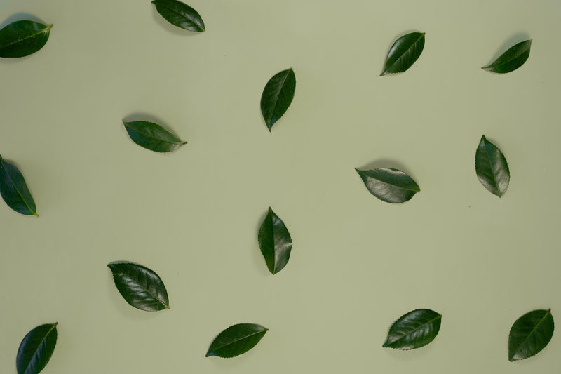 Céladon – Natural Limewash Paint, Pale Green-Grey