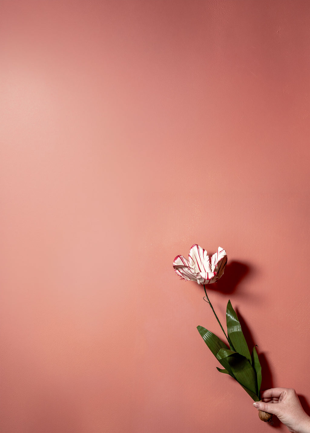 Framboise Limewash Paint