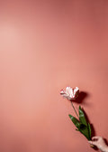 Framboise Limewash Paint
