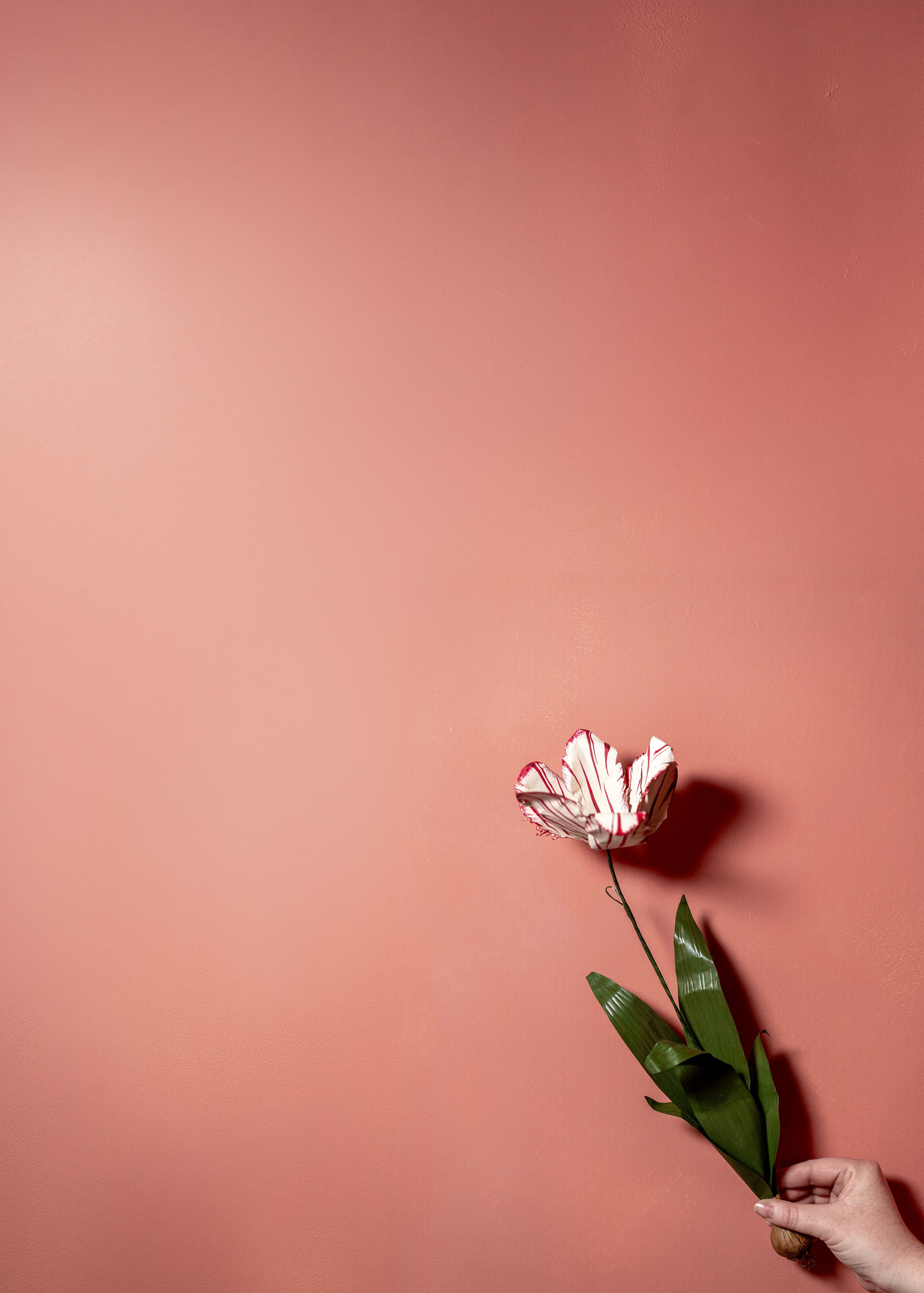 Framboise Limewash Paint
