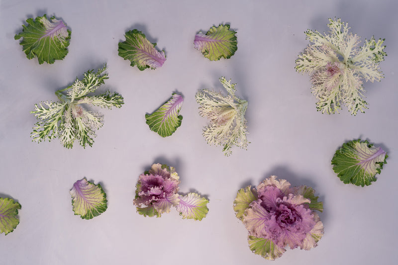 Lilas Fane – Natural Limewash Paint, Dusty Faded Lilac