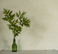 Olive Limewash Paint