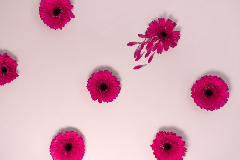 Pivoine – Natural Limewash Paint, Soft Peony Pink