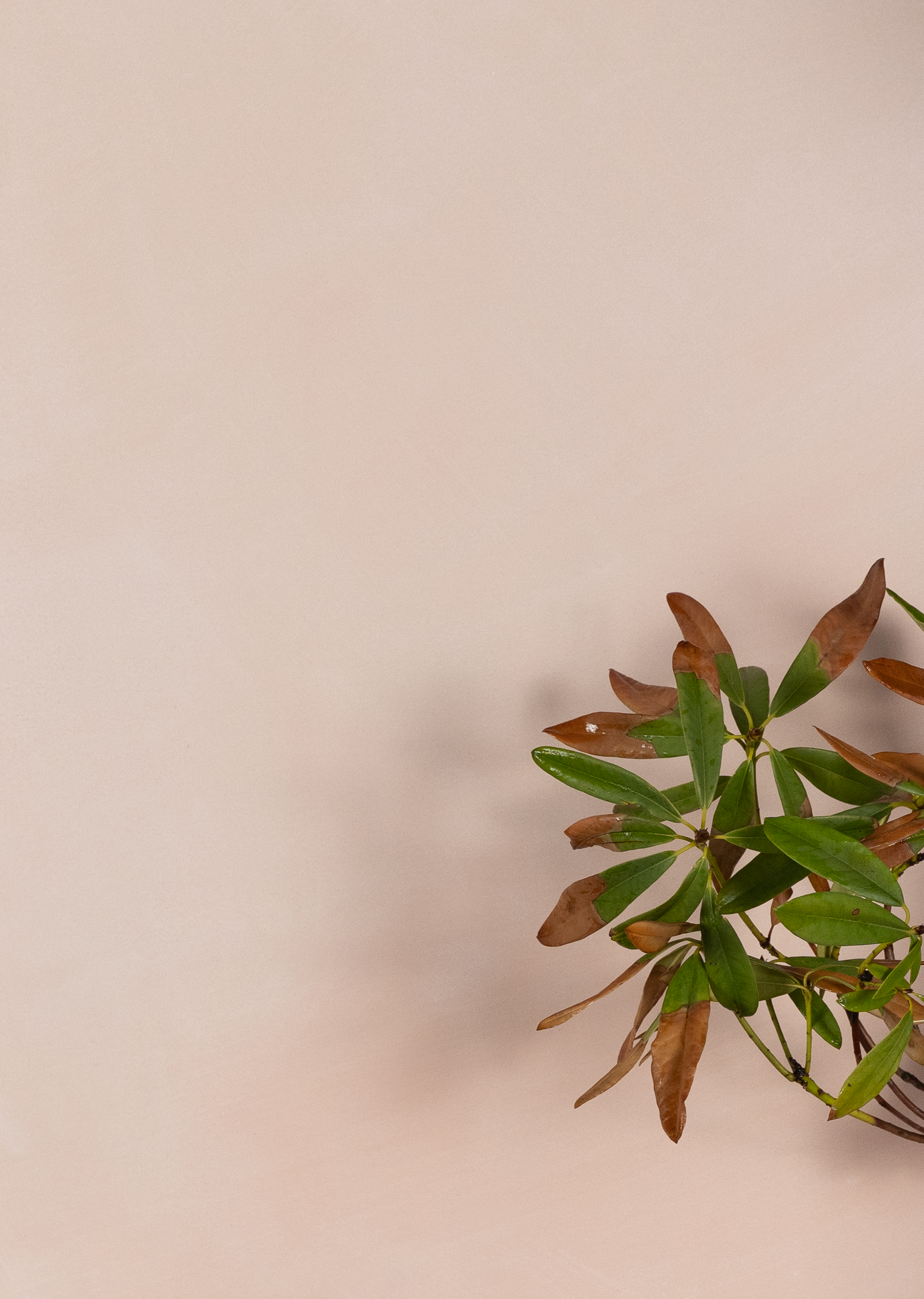 Tea Rose Limewash Paint